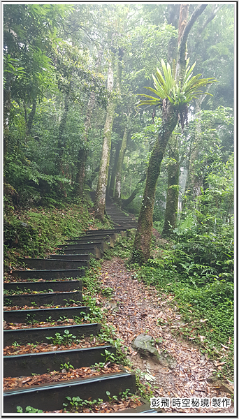 東眼山國家森林遊樂區 東眼山國家森林遊樂區