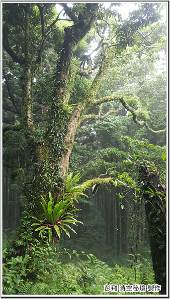 東眼山國家森林遊樂區