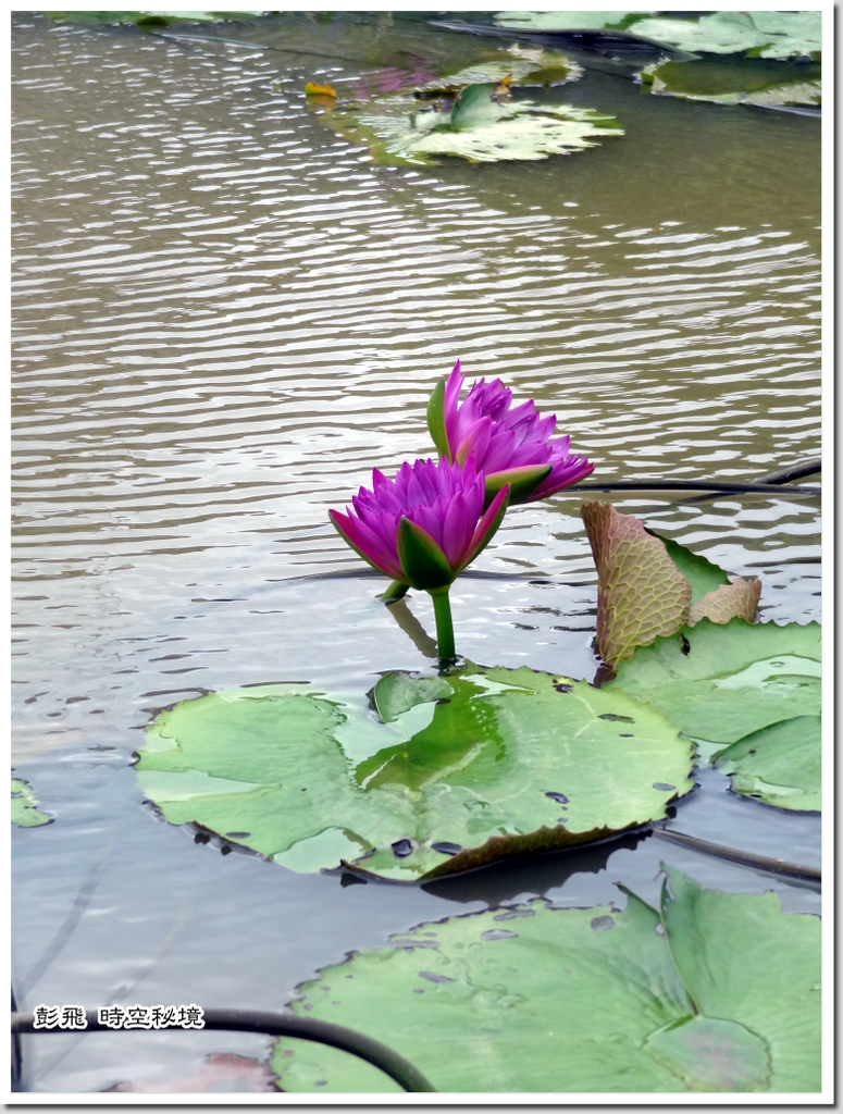 《桃園蓮花季》【桃園‧觀音美景】2020觀音蓮花季開鑼了~