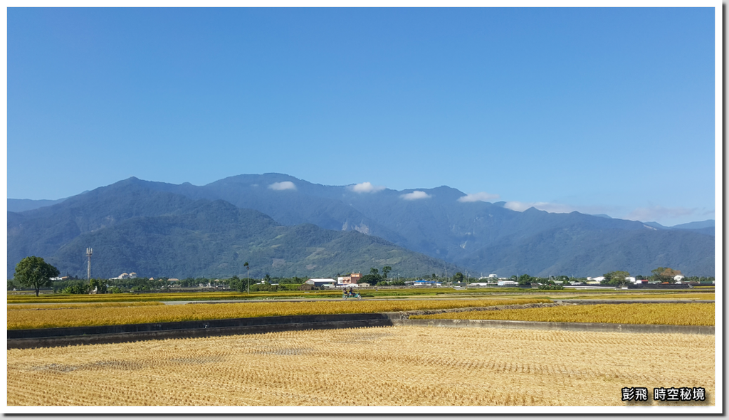 《金城武樹》《蔡依林樹》《池上伯朗大道》【台東必遊景點】