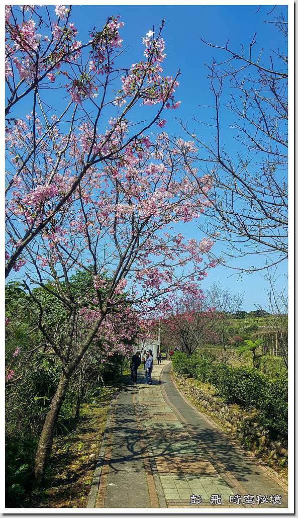 三生步道櫻花 新北 三芝賞櫻 21 02 18 彭飛時空秘境 痞客邦