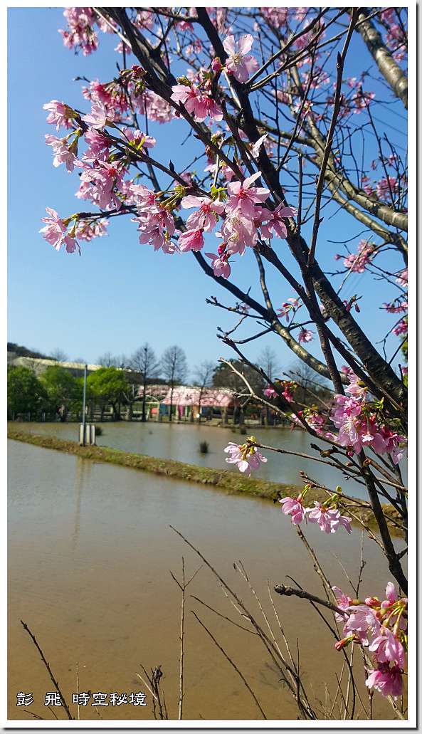 三生步道櫻花 新北 三芝賞櫻 21 02 18 彭飛時空秘境 痞客邦