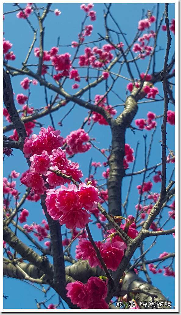 三生步道櫻花 新北 三芝賞櫻 21 02 18 彭飛時空秘境 痞客邦