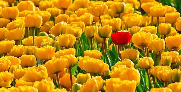 tulips-15155__340.jpg