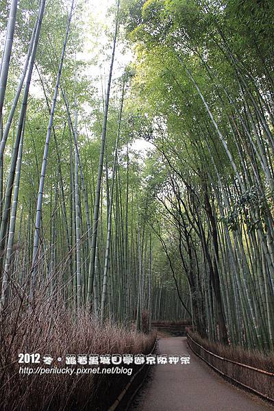 42.竹林步道