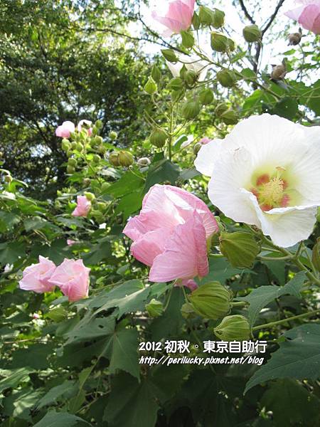 29.舊濱離宮庭園