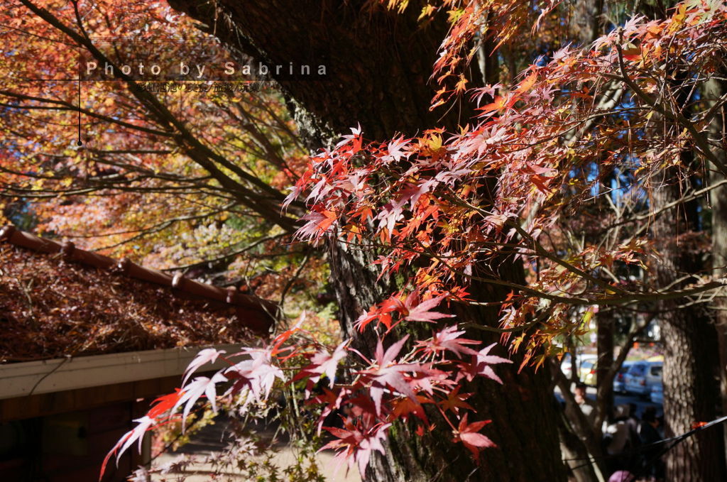 19.福壽山農場-松盧楓紅