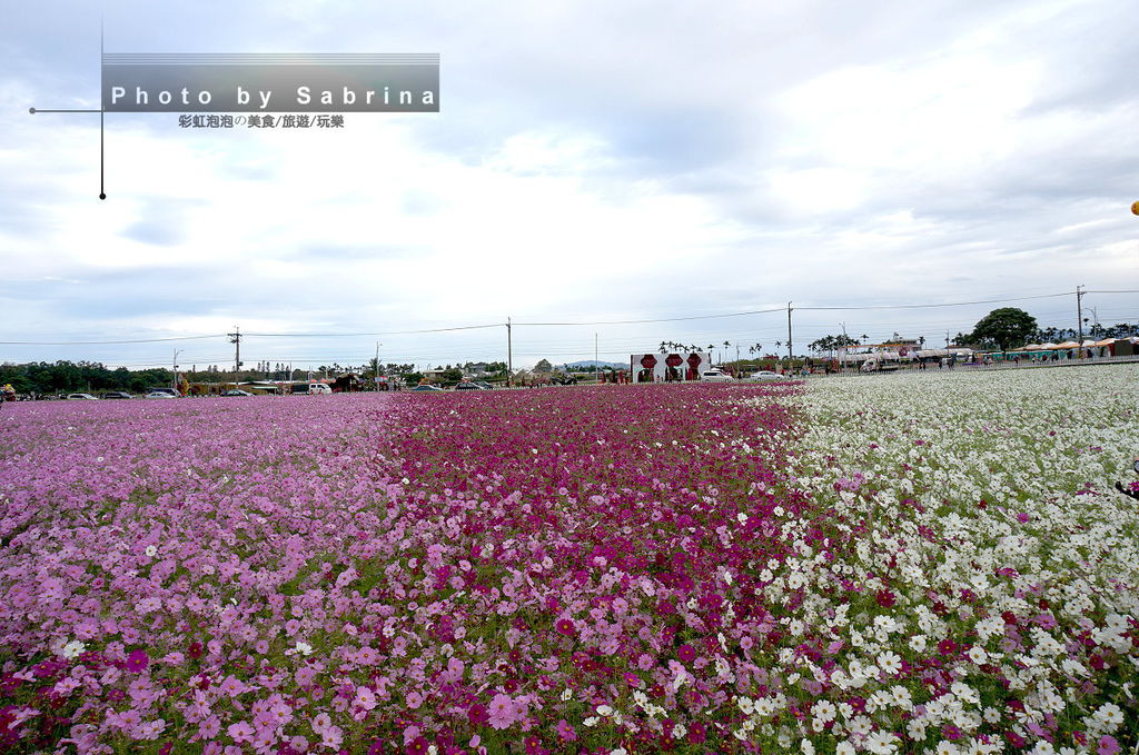 39.2014新社花海-波斯菊