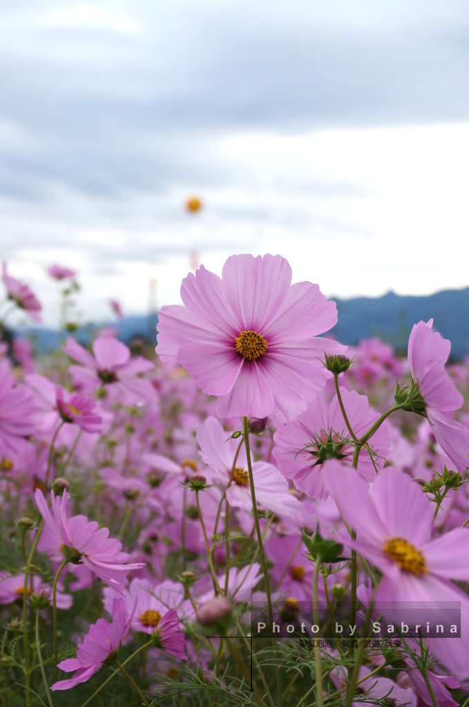 37.2014新社花海-波斯菊