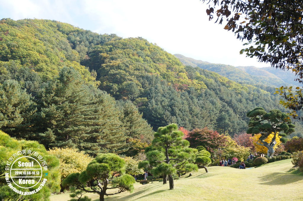 127.晨靜樹木園-針葉樹庭園