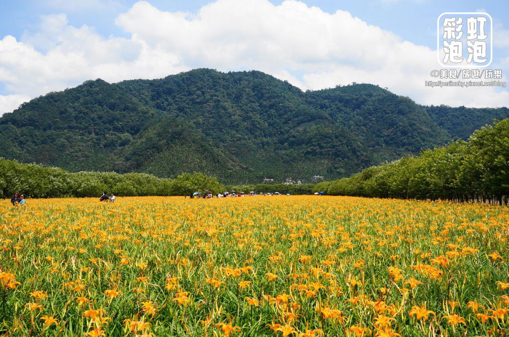 2.日月潭頭社活盆地金針花海