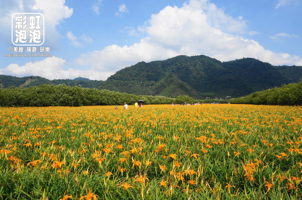 1.日月潭頭社活盆地金針花海