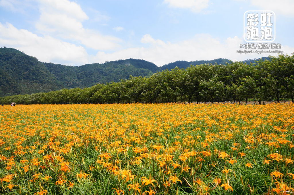 11.日月潭頭社活盆地金針花海