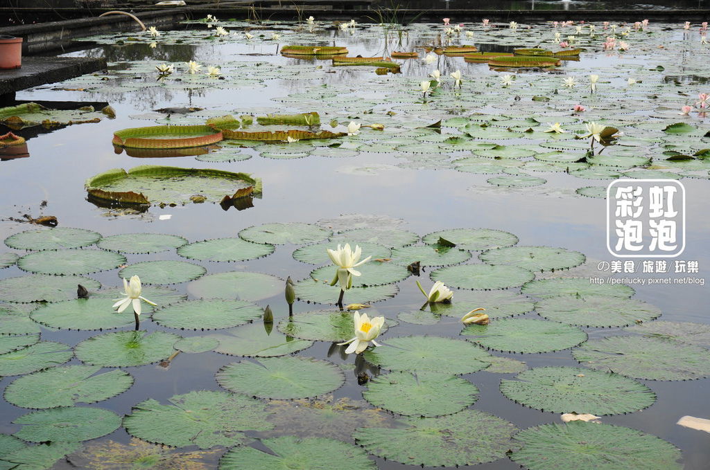 22.勝洋水草休閒農場-水草養殖區.jpg