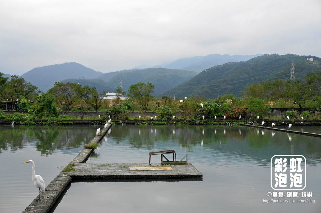 24.勝洋水草休閒農場-水草養殖區.jpg