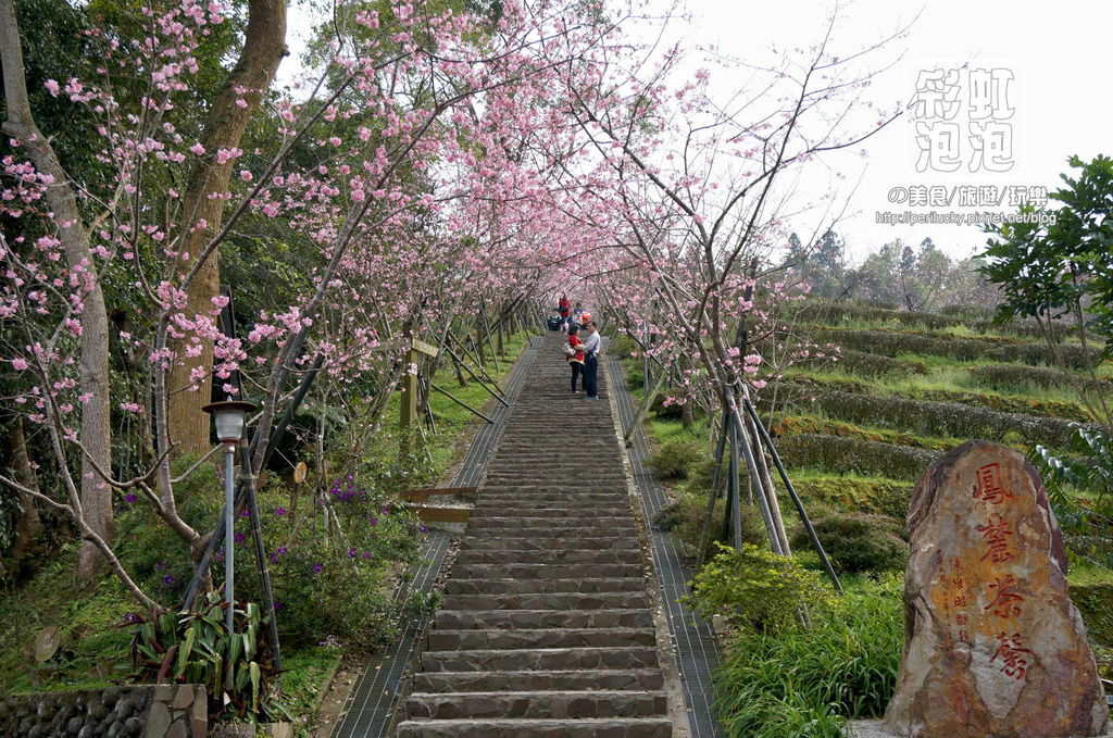 4.台大茶園-櫻花步道.jpg