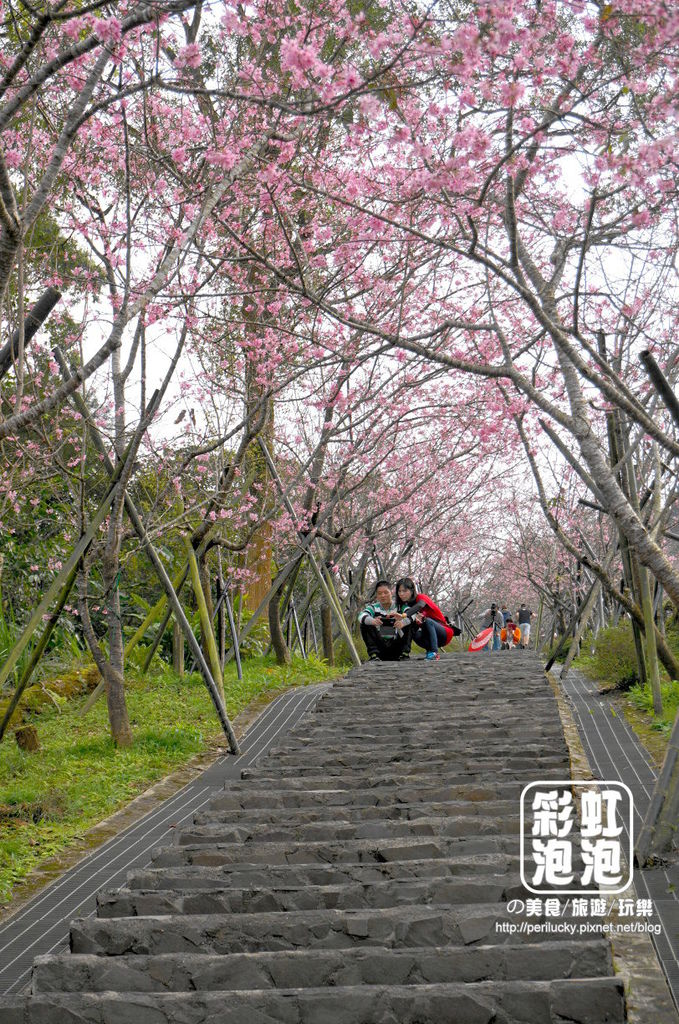 5.台大茶園-櫻花步道.jpg