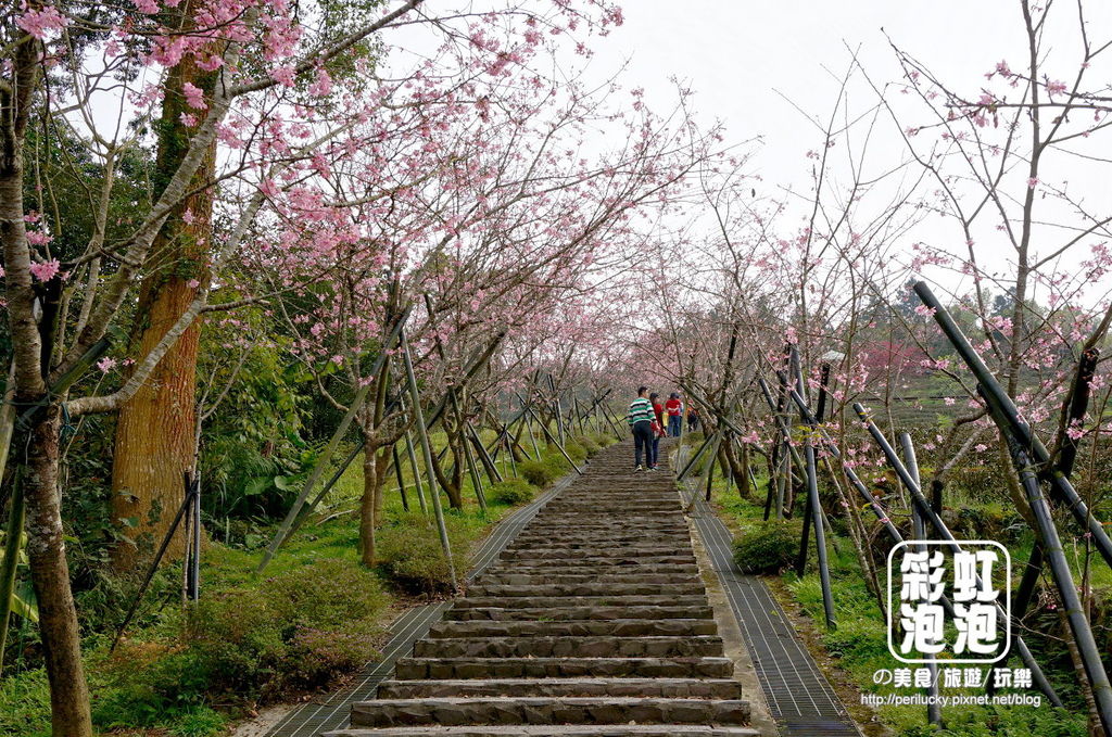 6.台大茶園-櫻花步道.jpg