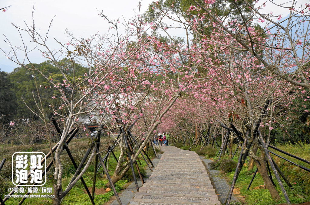 7.台大茶園-櫻花步道.jpg