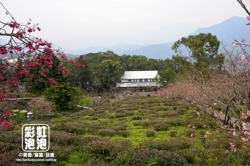 8.台大茶園.jpg