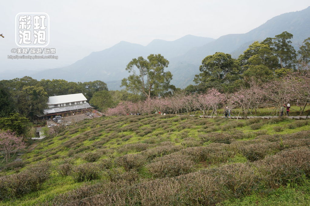 9.台大茶園.jpg