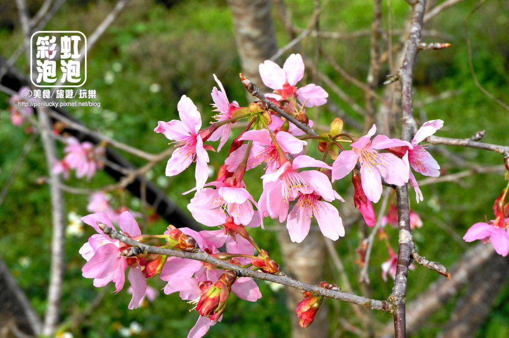 11.台大茶園-河津櫻.jpg