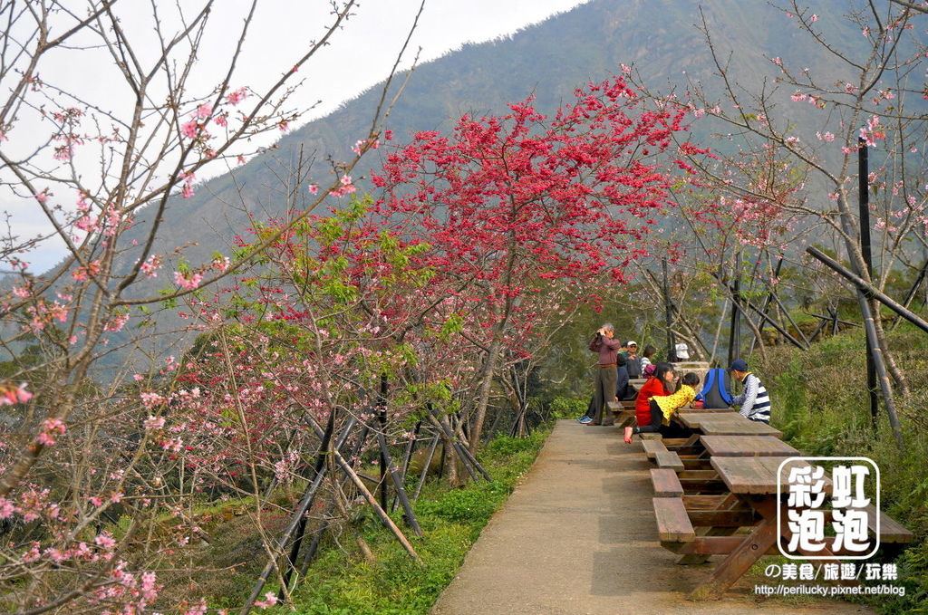 10.台大茶園-山櫻、八重櫻.jpg