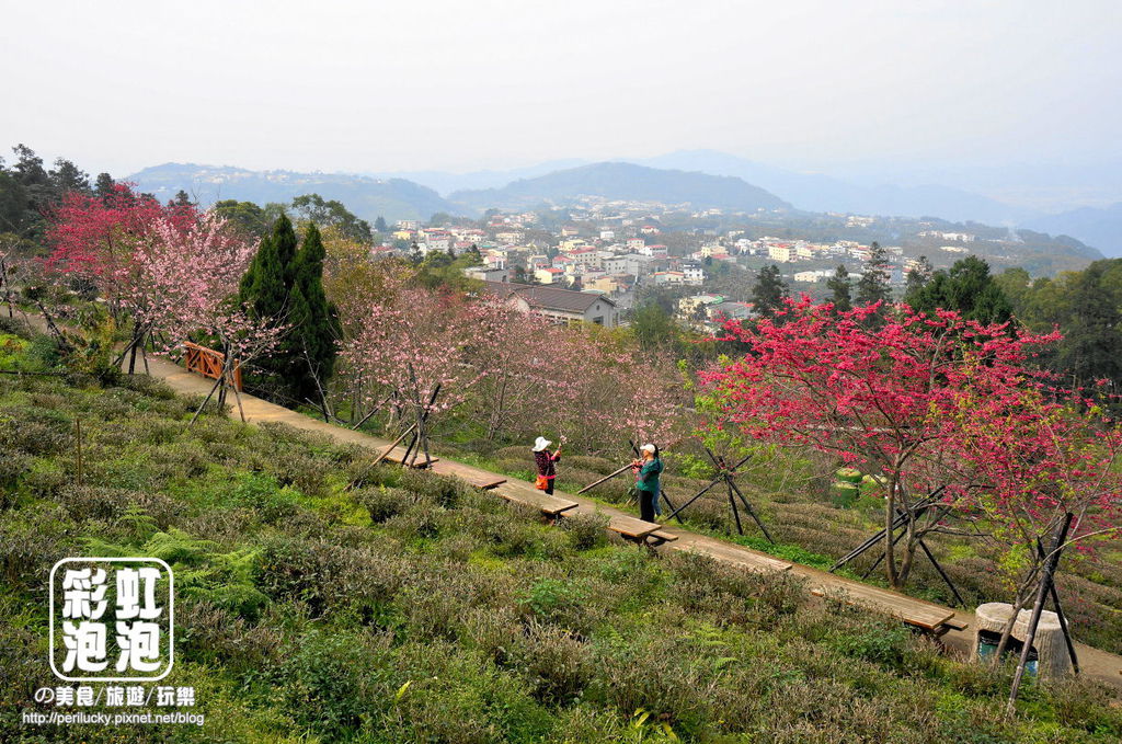 12台大茶園-河津櫻、八重櫻.jpg