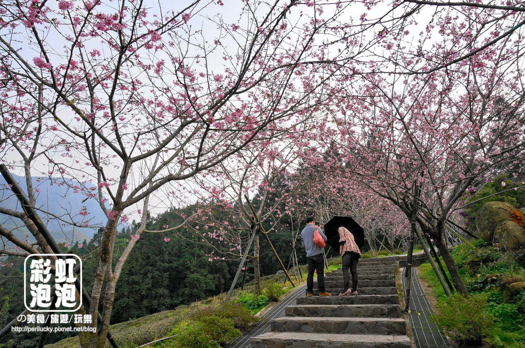 13.台大茶園-河津櫻.jpg