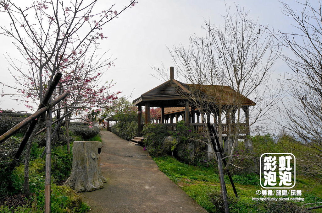 14.台大茶園-觀景迴廊.jpg