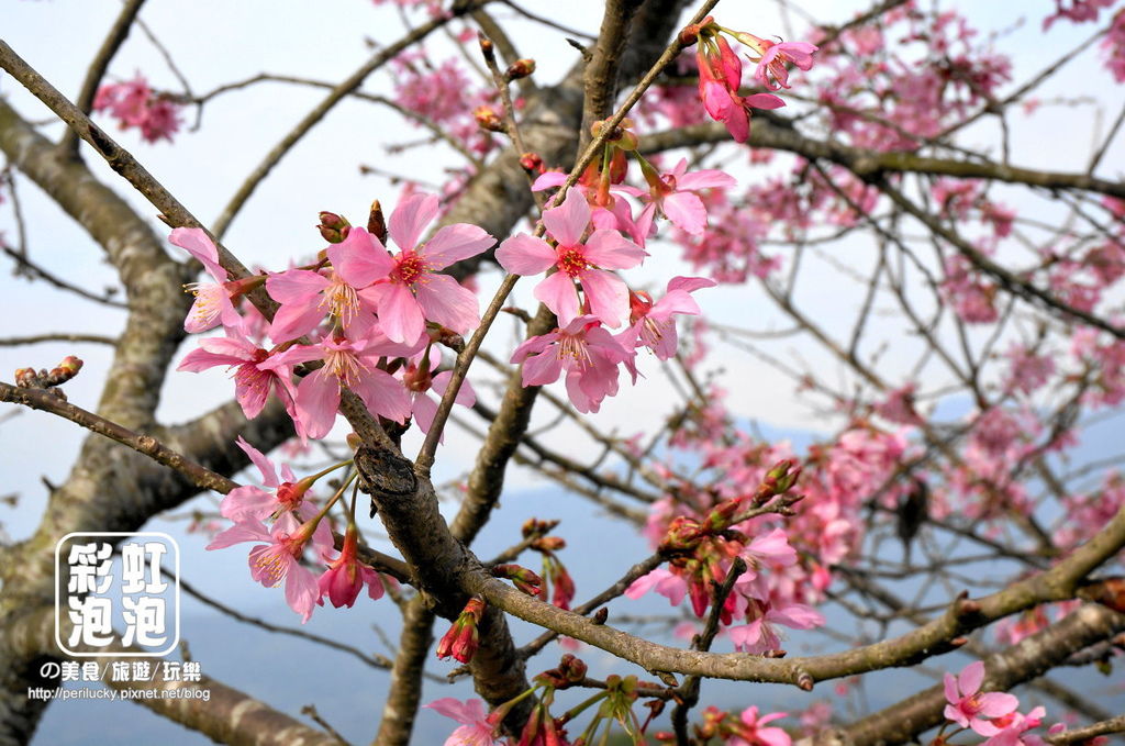 0.台大茶園-河津櫻.jpg 0.台大茶園-河津櫻.jpg