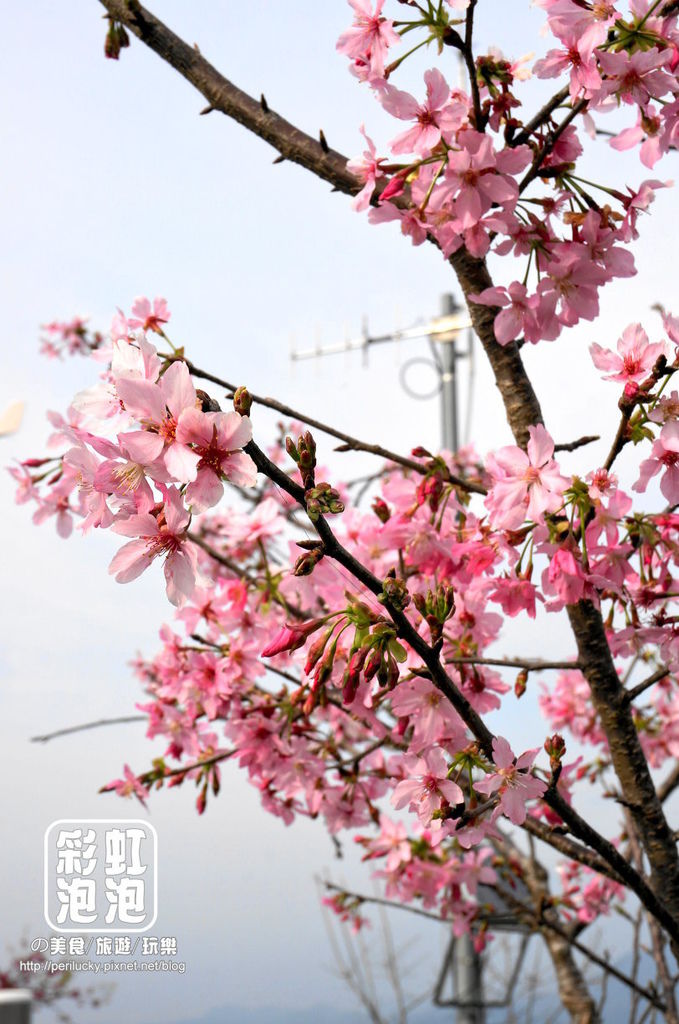 21.台大茶園-河津櫻.jpg