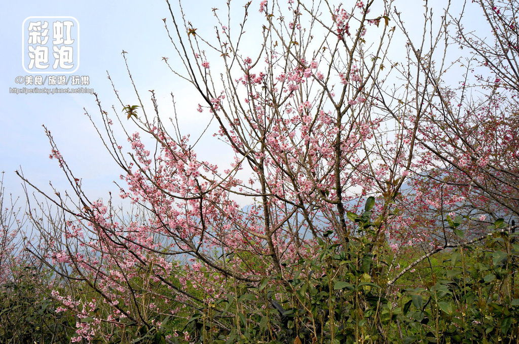 20.台大茶園-河津櫻.jpg