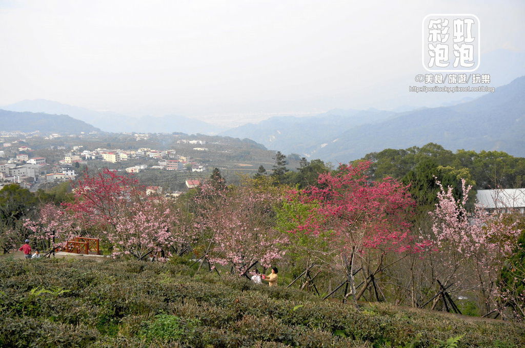 24.台大茶園-河津櫻花季.jpg