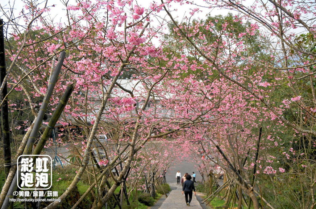 1.台大茶園-河津櫻.jpg