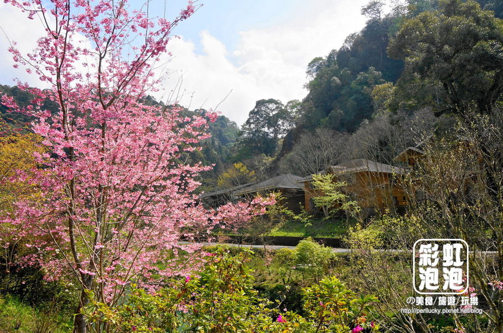 8.杉林溪森林生態渡假園區-櫻花季.jpg