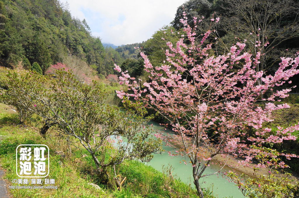 9.杉林溪森林生態渡假園區-櫻花季.jpg