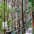 18.杉林溪森林生態渡假園區-穿林棧道.jpg