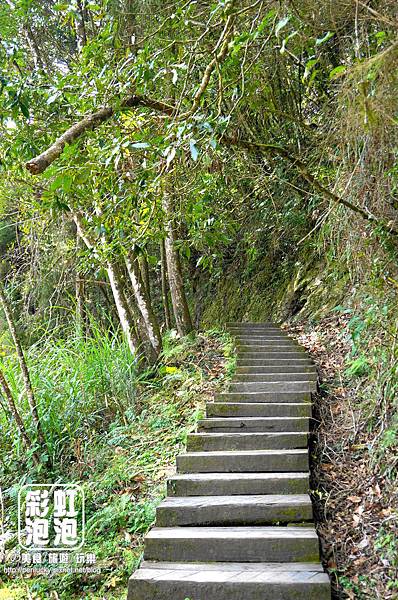 17.杉林溪森林生態渡假園區-穿林棧道.jpg