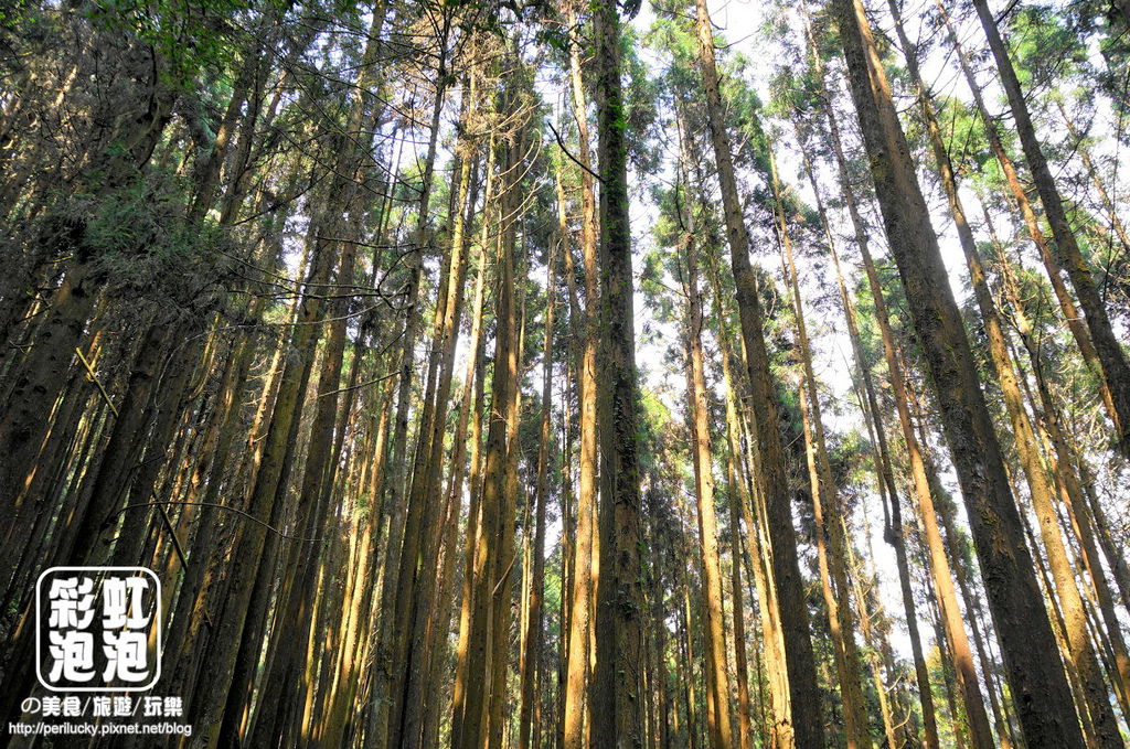 20.杉林溪森林生態渡假園區-穿林棧道.jpg