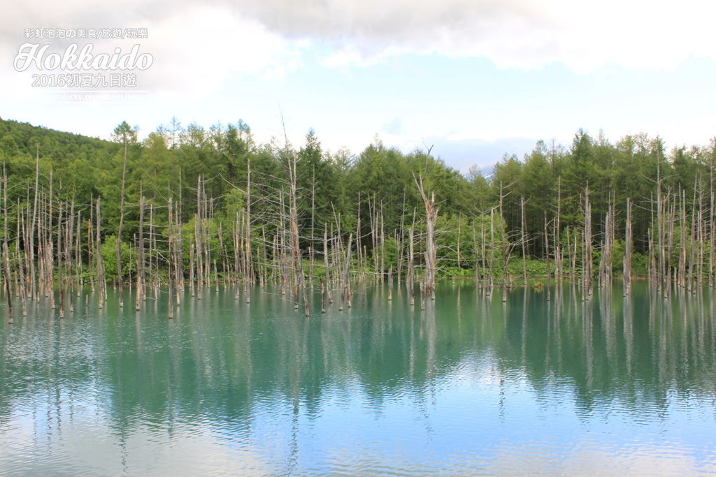 44.北海道美瑛白金青池.jpg 44.北海道美瑛白金青池.jpg