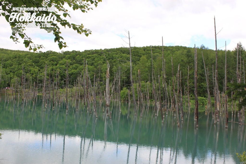 46.北海道美瑛白金青池.jpg 46.北海道美瑛白金青池.jpg