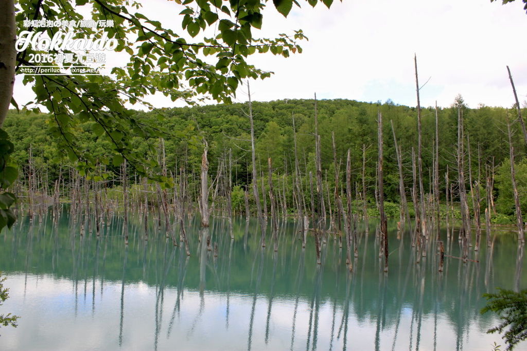 45.北海道美瑛白金青池.jpg 45.北海道美瑛白金青池.jpg
