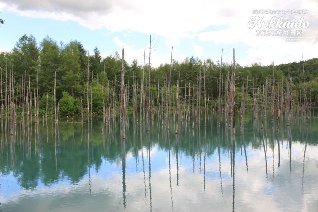 54.北海道美瑛白金青池.jpg