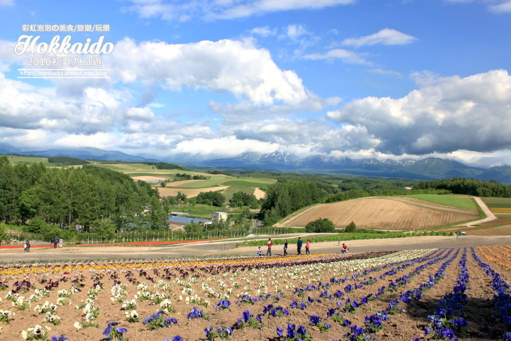 64.北海道美瑛-四季彩之丘.jpg