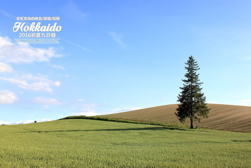 88.北海道美瑛-景觀之路-Christmas Tree.jpg 88.北海道美瑛-景觀之路-Christmas Tree.jpg