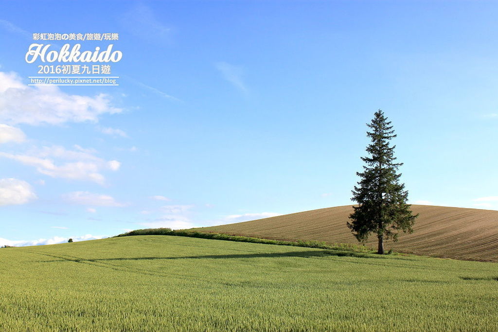 88.北海道美瑛-景觀之路-Christmas Tree.jpg