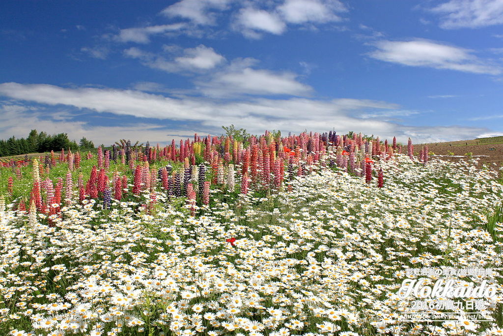 1.北海道富良野-菅野農場.jpg