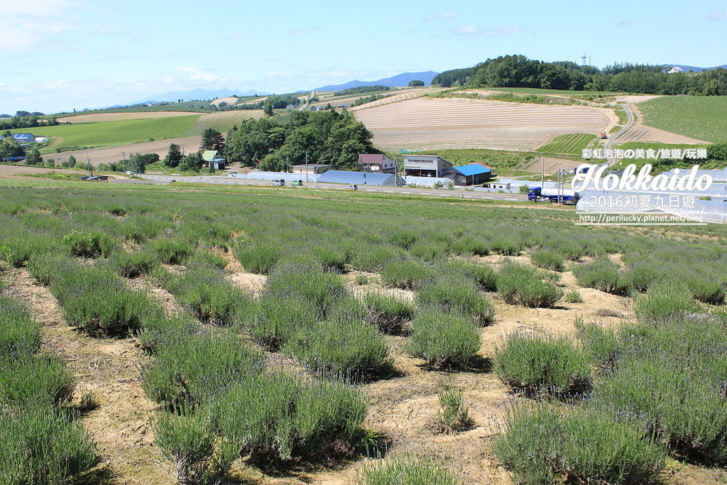 5.北海道富良野-菅野農場.jpg