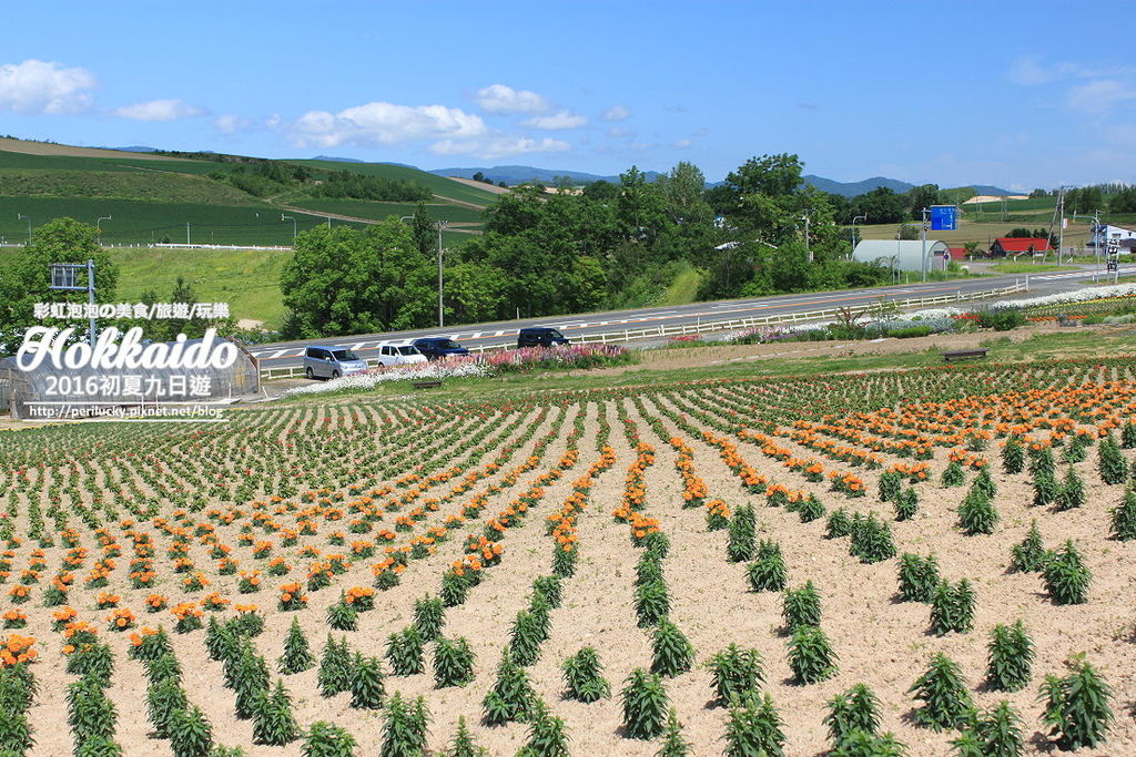 6.北海道富良野-菅野農場.jpg